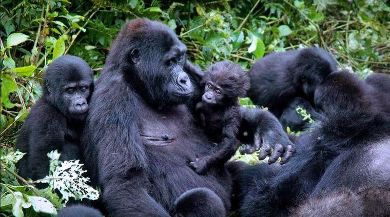 Global Stars Set to Name Rwanda’s Baby Gorillas